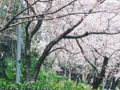 -武汉大学-樱园