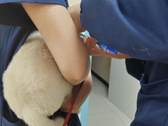 -全心全意连锁动物医院·微创中心·内科急重症·心脏专科(丰管路店)