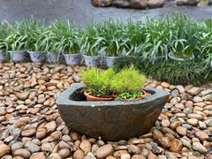 -船政文化景区-罗星塔公园