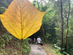 -火炉山森林公园