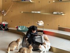 -飞行喵MR PILOT|猫舍·猫咖(静安大融城店)