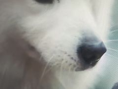 -中关村茶点