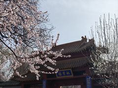 -桃花堤公园