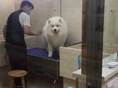 -瑞鹏宠物医院·猫科·宠保定点(梅溪湖分院)