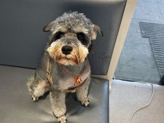 -关爱宠物医院·猫科中心·消化科(滨湖万达分院)