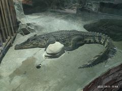 -上海大自然野生昆虫馆(东方明珠·爬宠昆虫探索中心)