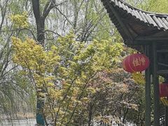 -泗洪洪泽湖湿地景区