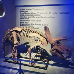 -恐龙探索乐园(磁器口店)