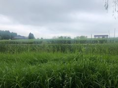 -苏州太湖湖滨国家湿地公园