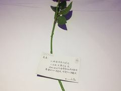 -天鹅恋