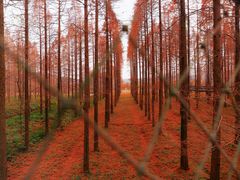 -黄海国家森林公园