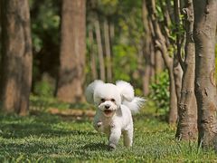 -超宠爱宠物摄影-Super pet