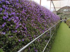 -金马仑薰衣草花园(Cameron Lavender)