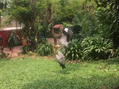 -吉隆坡雀鸟公园
