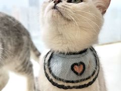 -共舞时光猫咖·狗咖(新街口店)