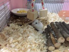 -曲阳花鸟市场(曲阳路店)
