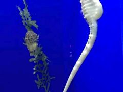 -乌鲁木齐海洋馆