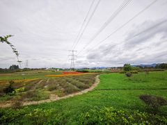 -紫颐香薰山谷景区