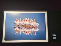 -罗红摄影艺术馆