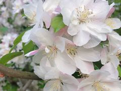 -海棠花溪(元大都城垣遗址公园)