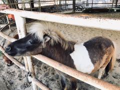 -清迈夜间动物园