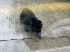 -栾川竹海野生动物园