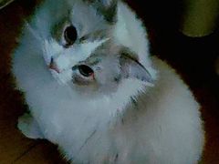 -猫大福·Fortune Cat猫舍(百子湾店)