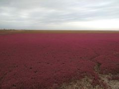 -红海滩国家风景廊道