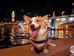 -超宠爱宠物摄影-Super pet