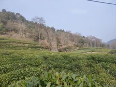 -午潮山国家森林公园