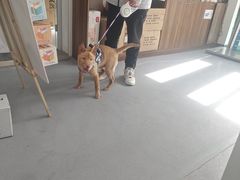 -心仪动物医院·牙专科·肿瘤·心脏科(西客站院)