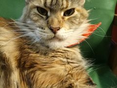 -猫色咖啡·猫咖