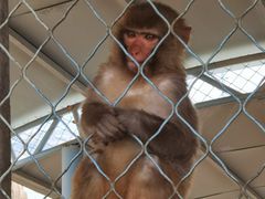 -西霞口神雕山野生动物世界