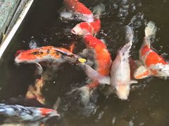 -陈添記·祖傳爽鱼皮·西关老字号(广州首店)