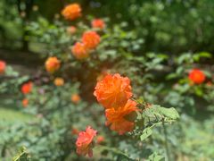 -上海共青森林公园