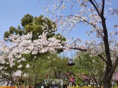 -苏州上方山国家森林公园