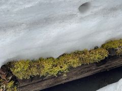 -峡谷浮石林景区