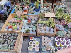 -苏州市皮市街花鸟工艺品市场