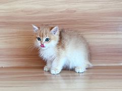 -喵百万·布偶·蓝金金渐层英短·猫舍(百子湾店)