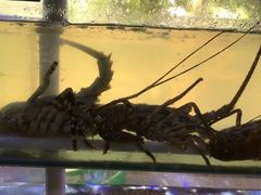 -海之鲜大排档(东山海鲜金銮湾店)