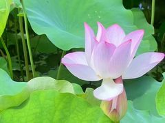 -荔湾湖公园