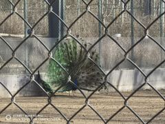 -北京麋鹿生态实验中心