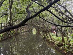 -大湾区中央湿地公园