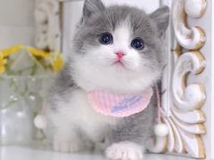 -欣宠猫屋·矮脚拿破仑·蓝金金渐层