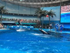-海合安成都极地海洋公园