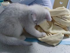 -宠瑞康动物医院