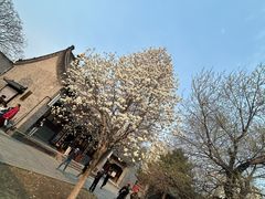 -护国法轮寺