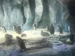 -帝企鹅自助餐厅•儿童岛•真企鹅(长隆企鹅酒店)