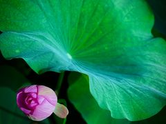 -莲池书院博物馆