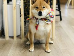 -柴迷FANS CLUB·柴犬狗咖·猫咖